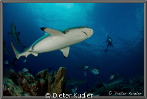 Shark & Diver, Vertigo, Yap Island by Dieter Kudler 